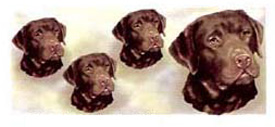 Dog Wrap - Chocolate Labrador